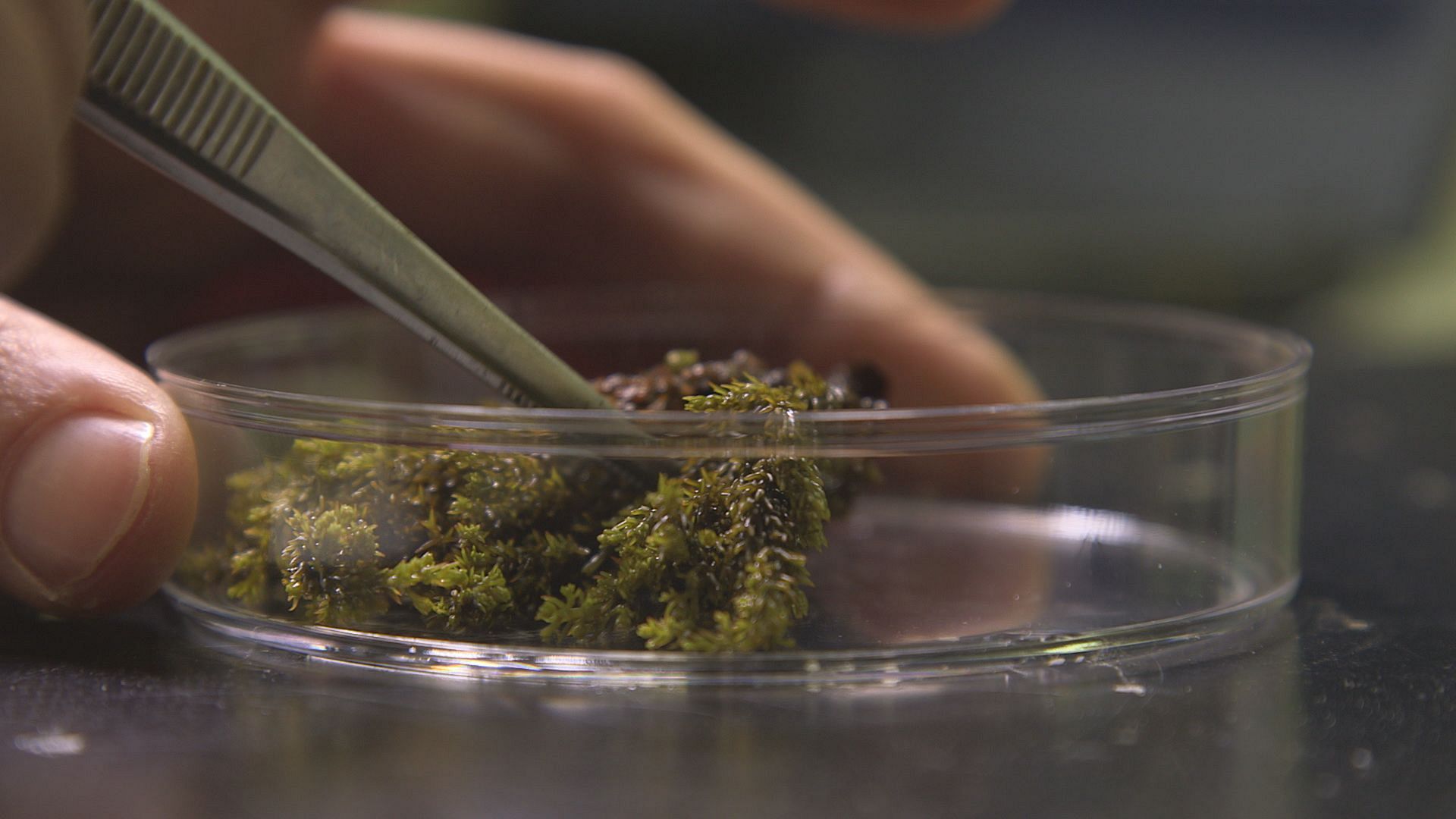 Researchers regenerate underwater biodiversity destroyed by human activity