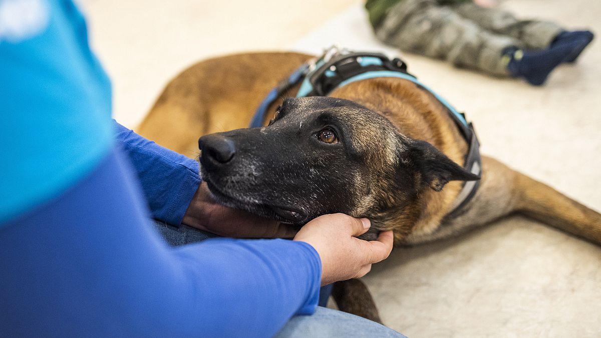 Zen, a hatéves malinois fajtájú vizsgázott terápiás és mentőkutya sajátos nevelési igényű gyerekek kutyaterápiás foglalkozásán a kőbányai Fecskefészek Bölcsődében