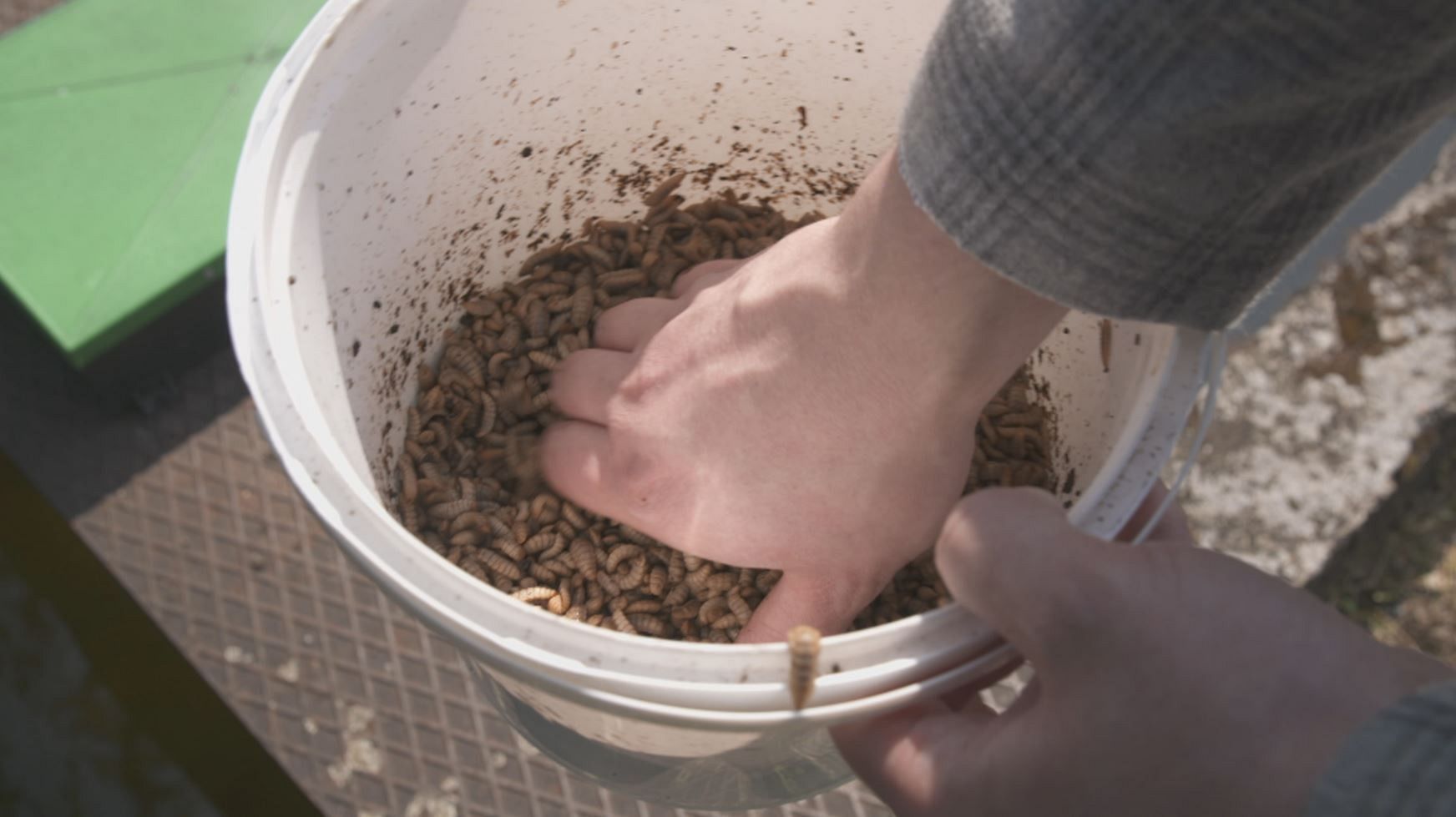 Fish and poultry try a new sustainable diet of larvae and insects