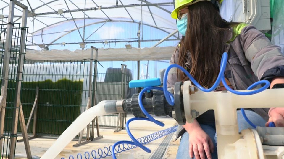 Is microalgae the sustainable food of the future?