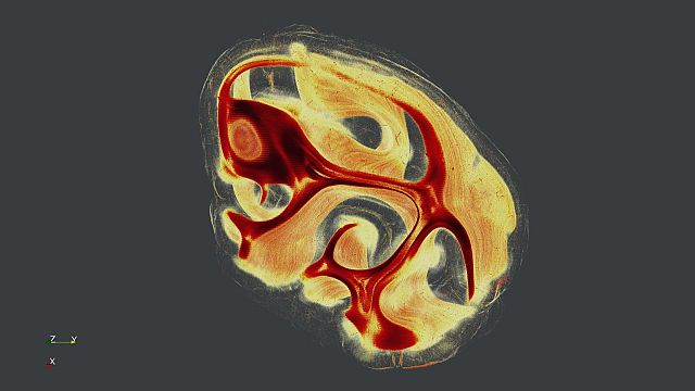 The Human Brain Project Slicing Brains And Thinking Machines