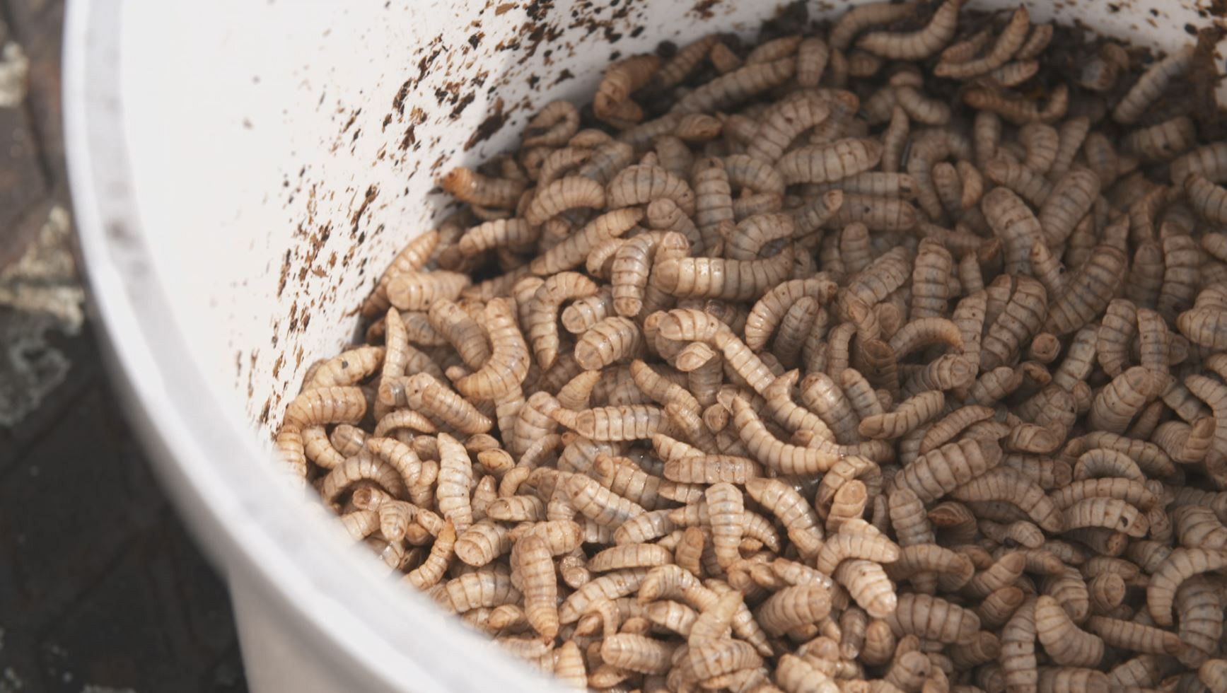 Fish and poultry try a new sustainable diet of larvae and insects