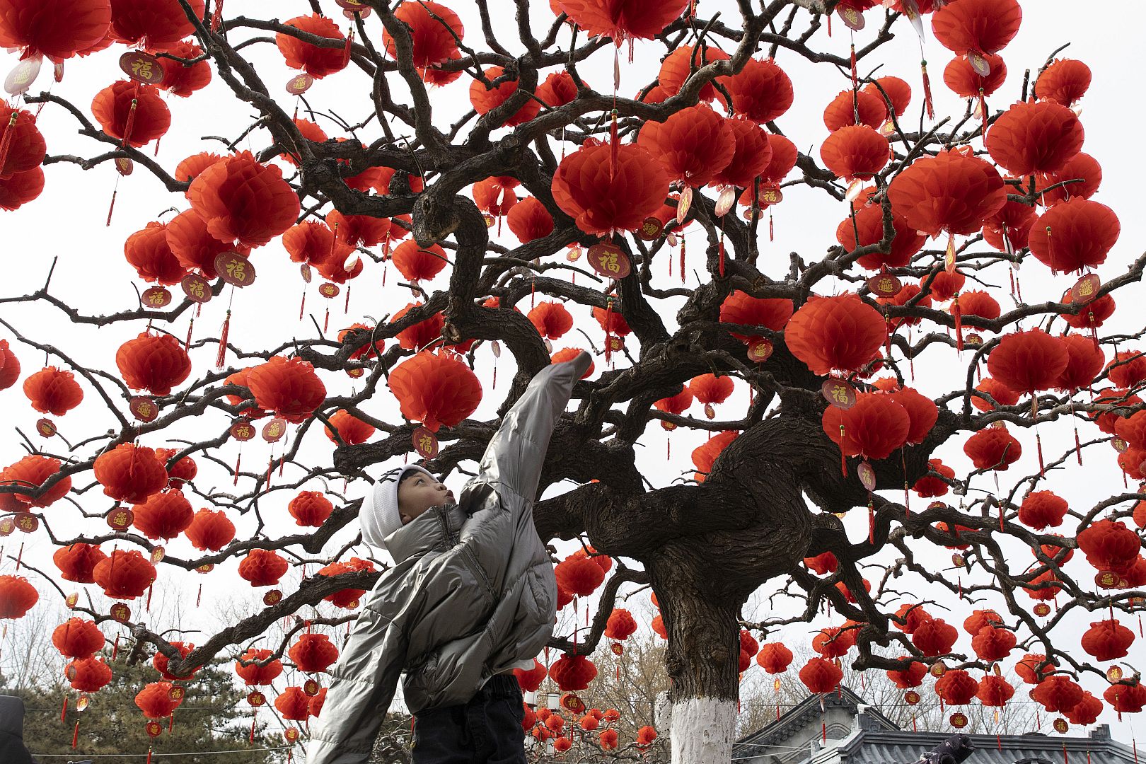 A child jumps to touch lanterns hung on a tree ahead of the Chinese Lunar New Year celebrations in Beijing. 16 January 2020.