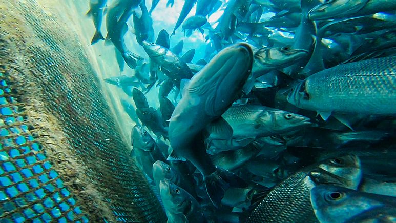 ¿Podría la piscicultura salvar los mares y alimentar a más población mundial? ¿Podría la piscicultura salvar los mares y alimentar a más población mundial?