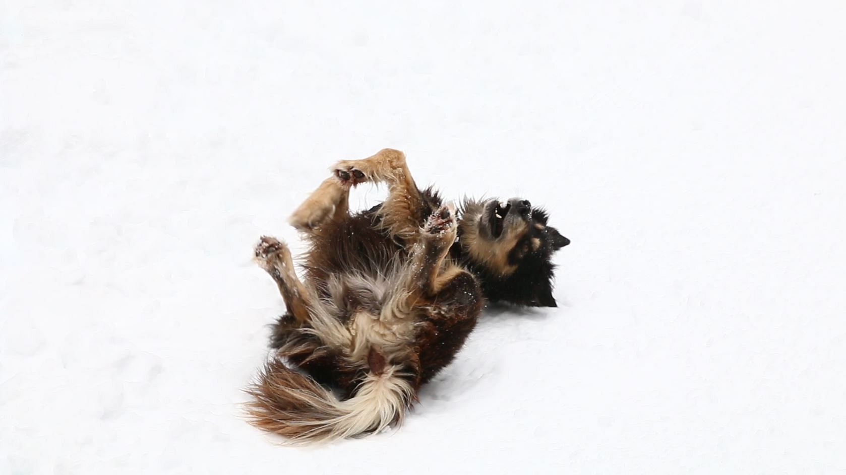 To ski or not to ski? How mountain resorts are using climate data to adapt