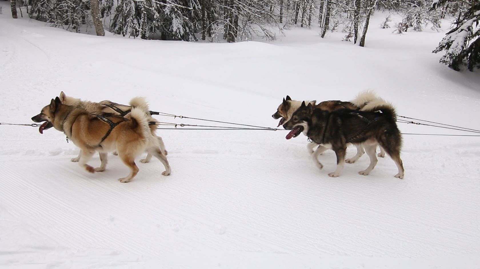 To ski or not to ski? How mountain resorts are using climate data to adapt