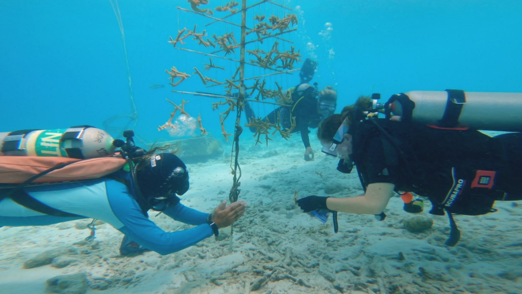 Ocean - Coral reefs