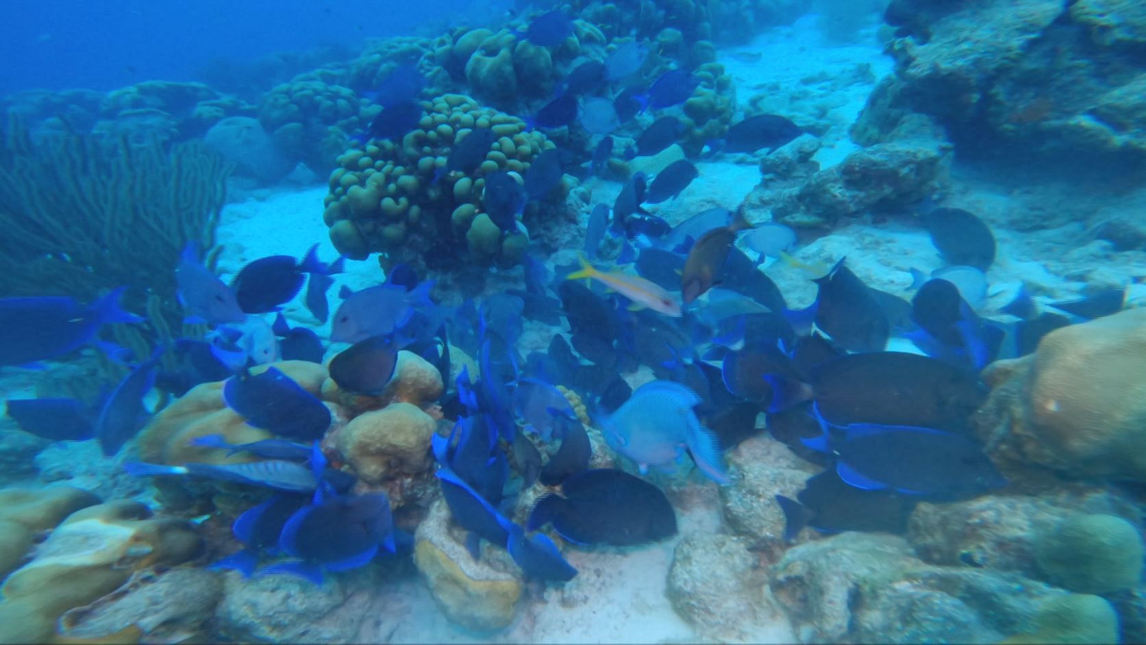Ocean - Coral reefs