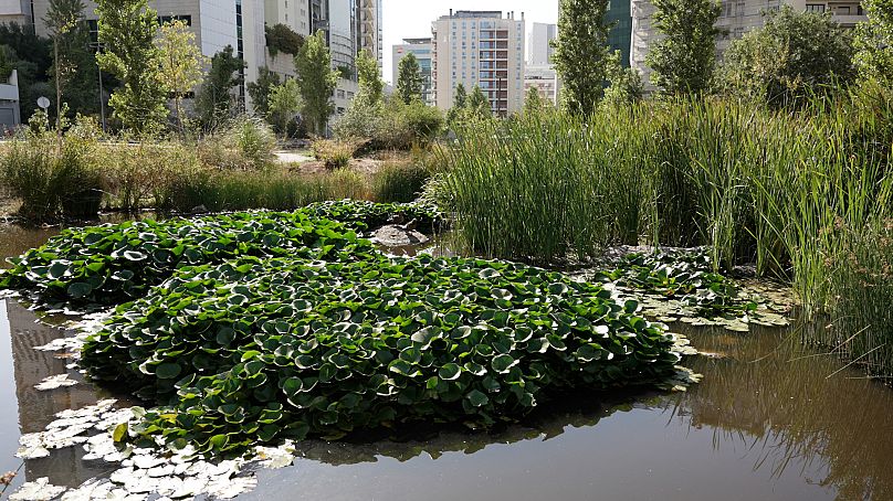 Η βιοποικιλότητα ξαναζωντανεύει σε αυτή την αστική λίμνη
