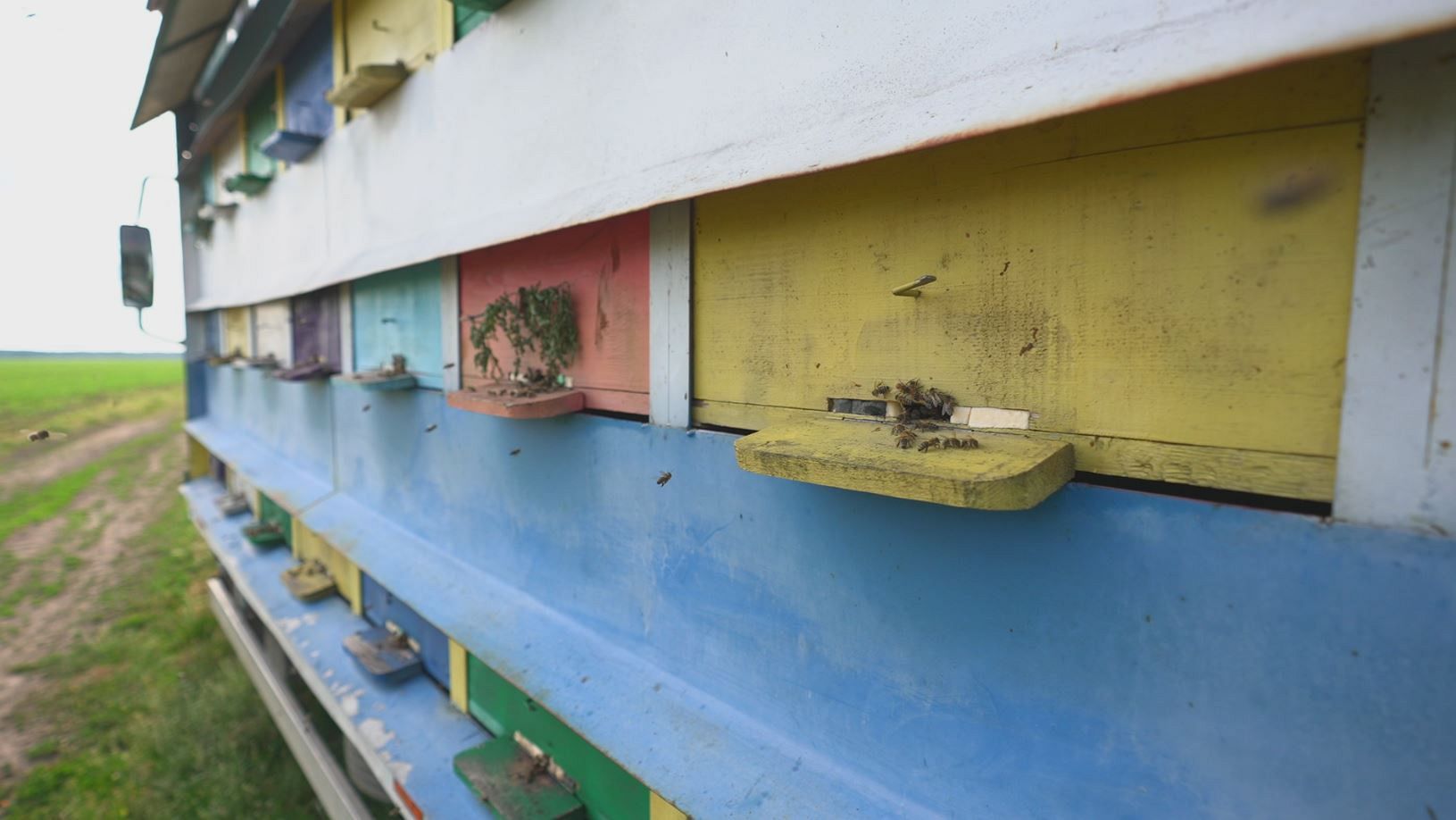Bees, the workers helping to create a sweet sustainability in Europe