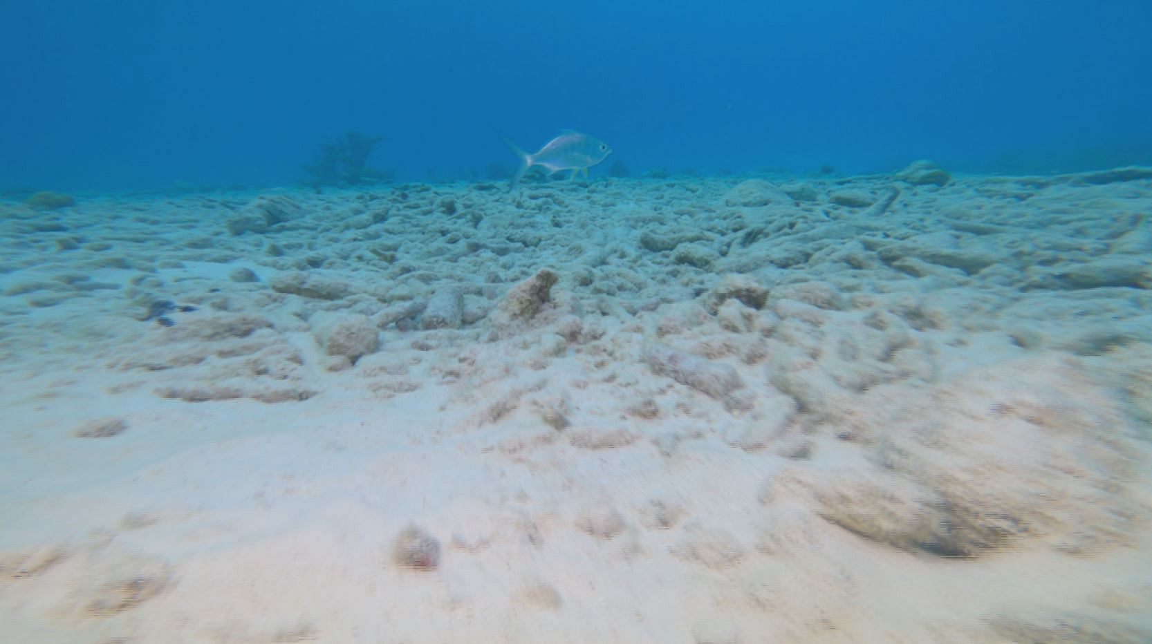 Ocean - Coral reefs