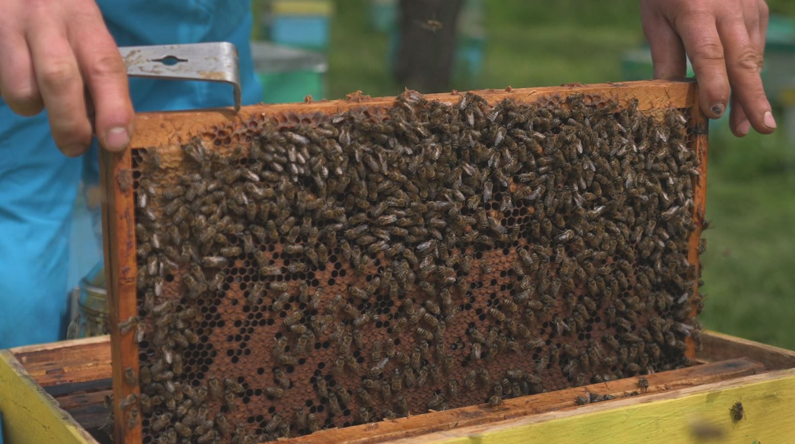 Bees, the workers helping to create a sweet sustainability in Europe