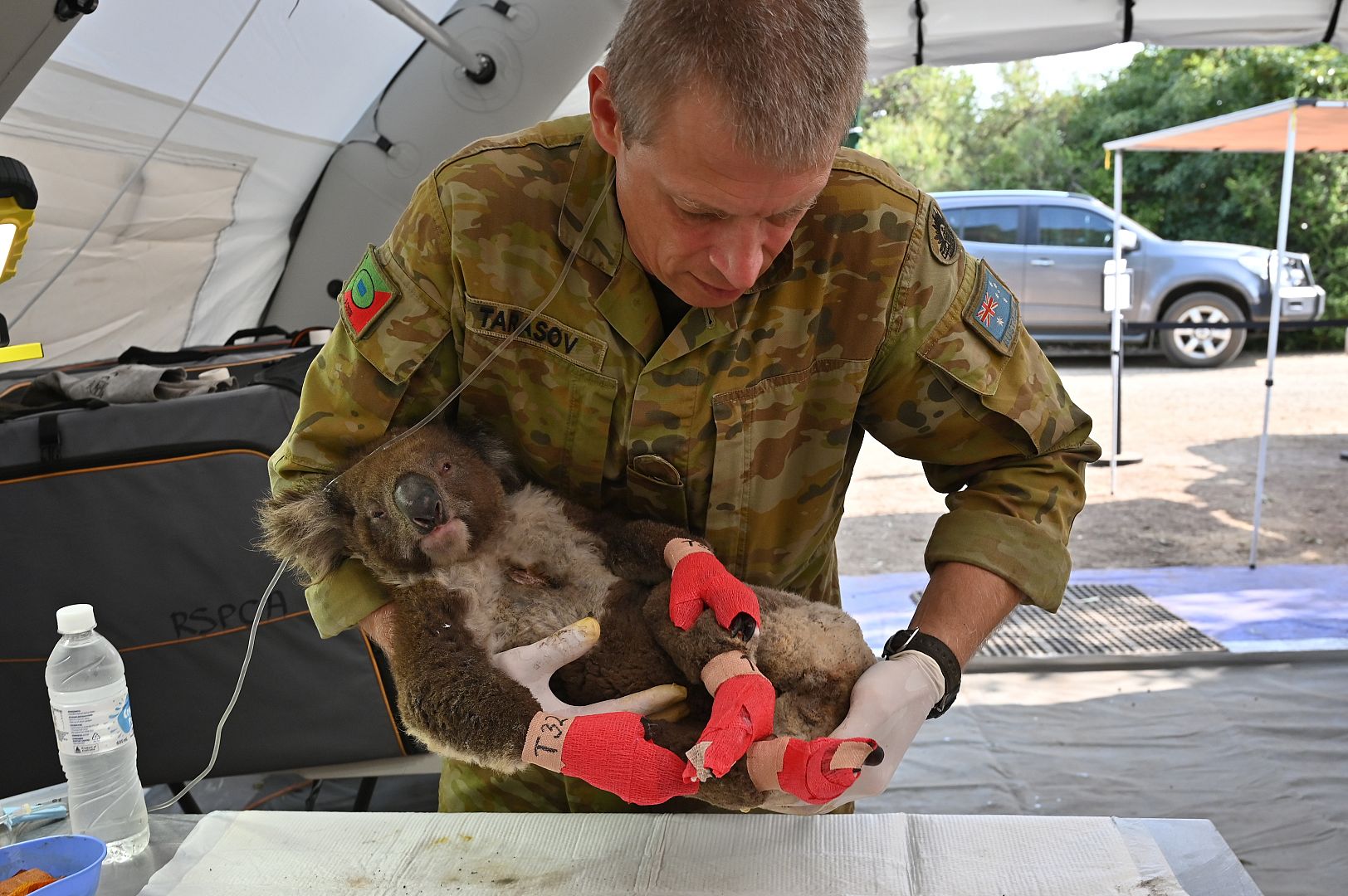 A member of the Australian Defence Force picks up an injured Koala after it was treated for burns at a makeshift field hospital at the Kangaroo Island Wildlife Park.