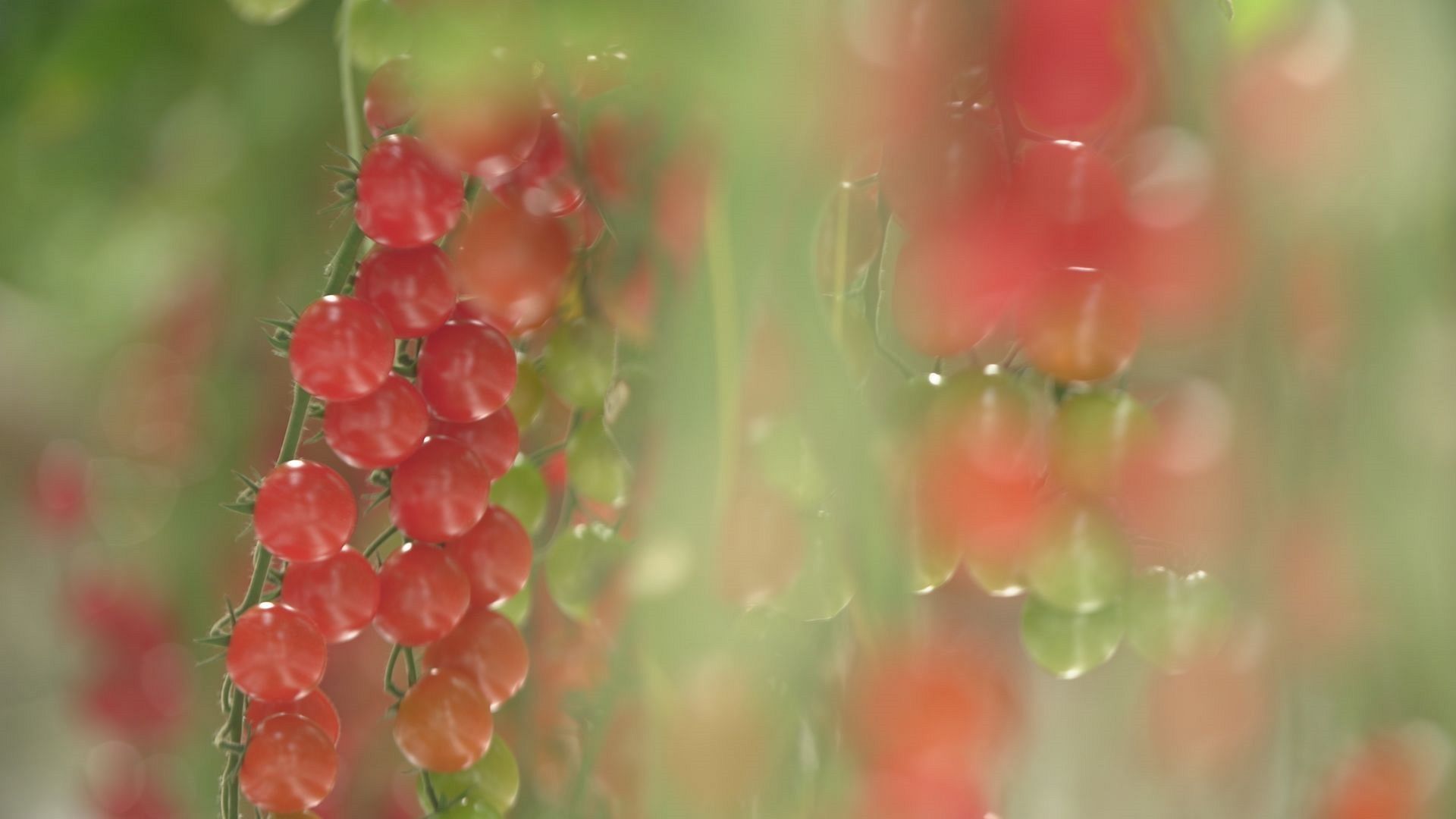 The sustainable farming methods helping farmers earn a fair income