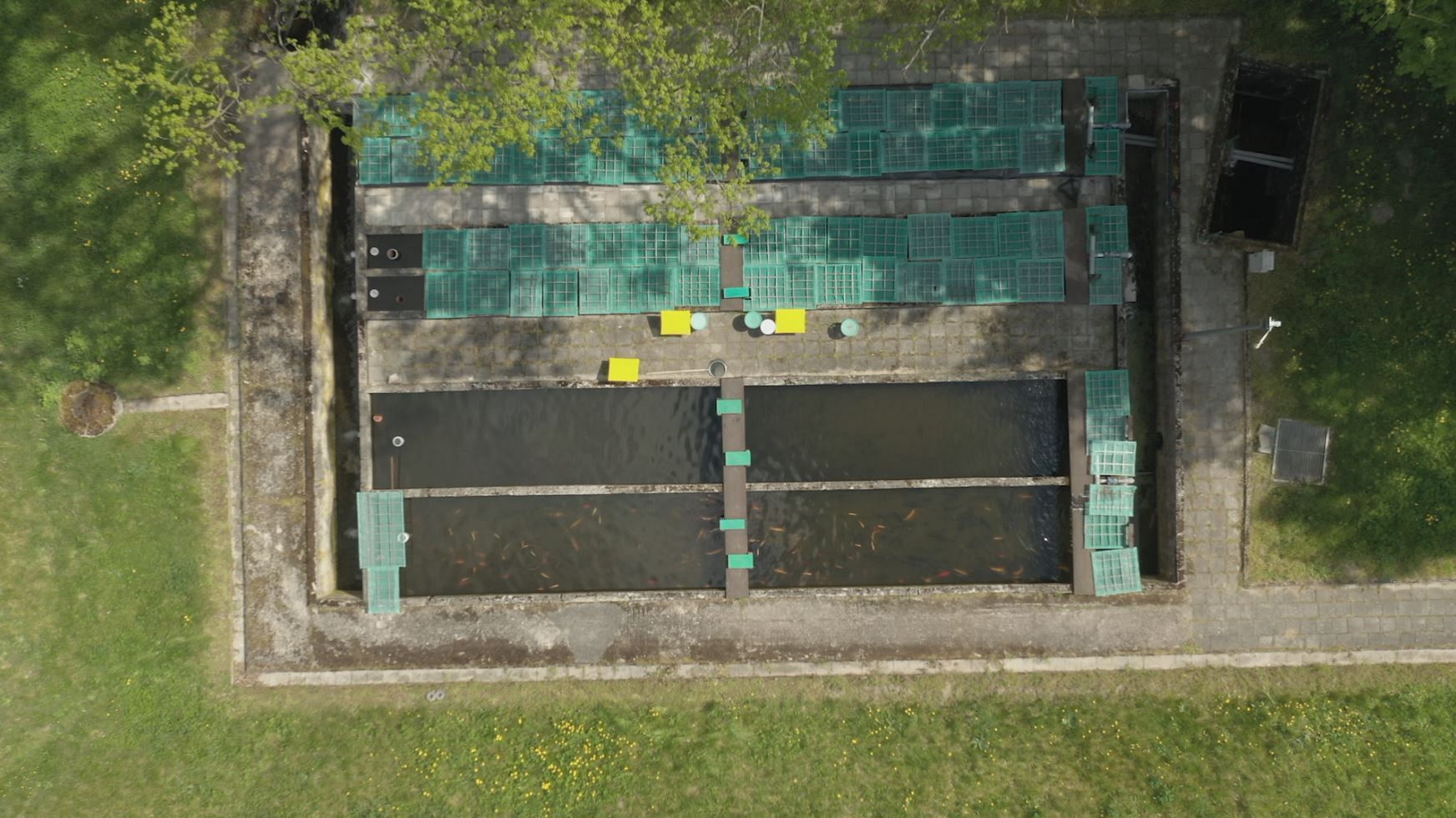 Fish and poultry try a new sustainable diet of larvae and insects