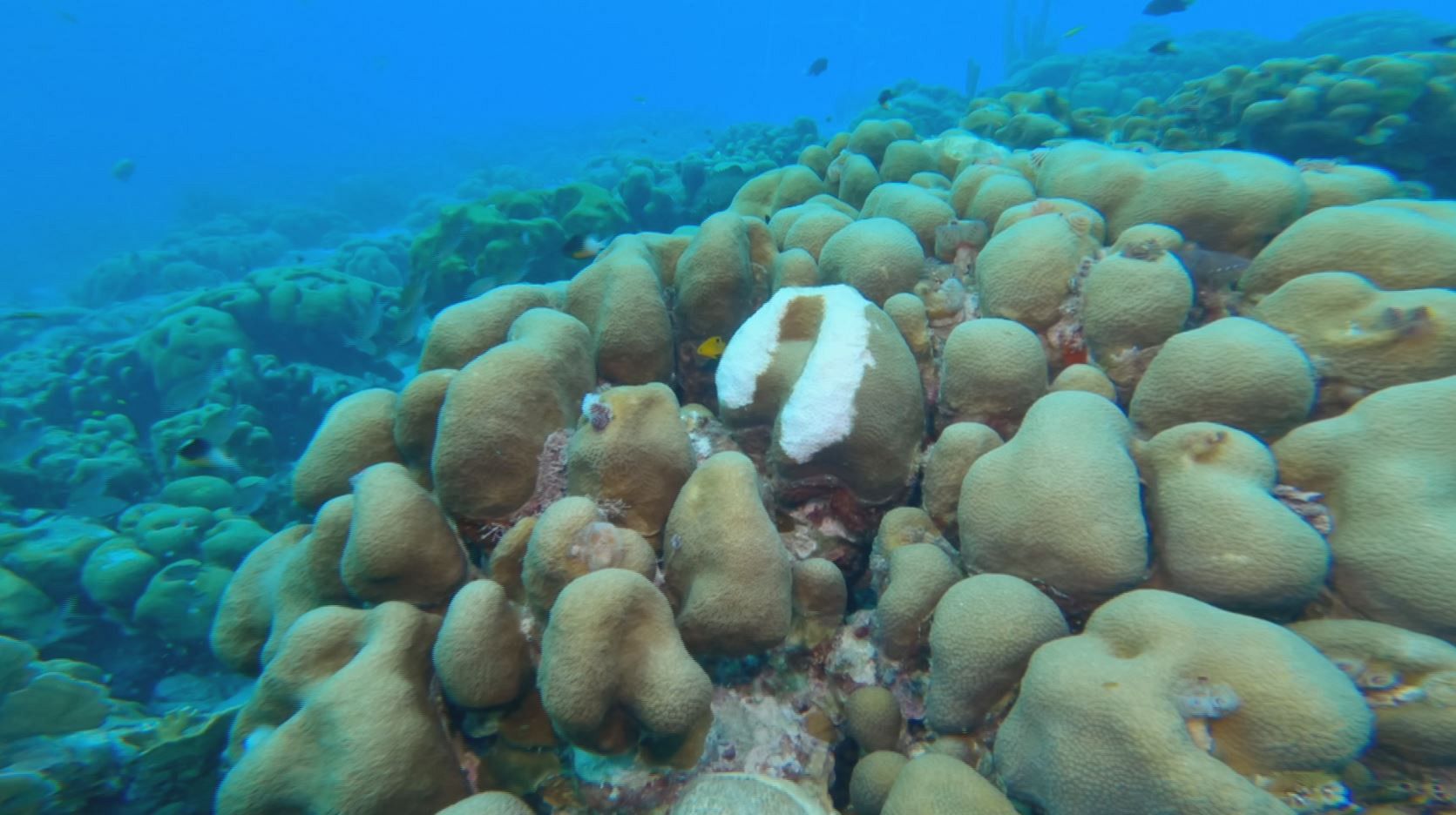 Ocean - Coral reefs
