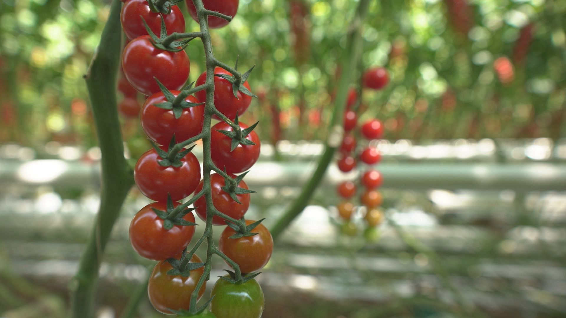 The sustainable farming methods helping farmers earn a fair income