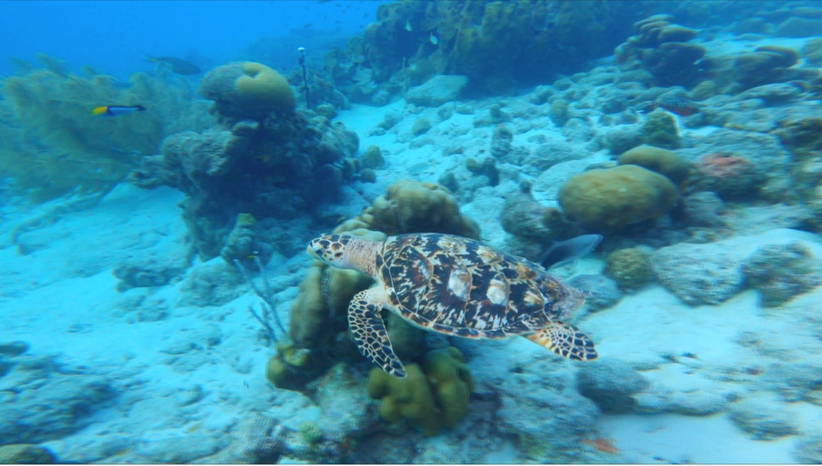 Ocean - Coral reefs