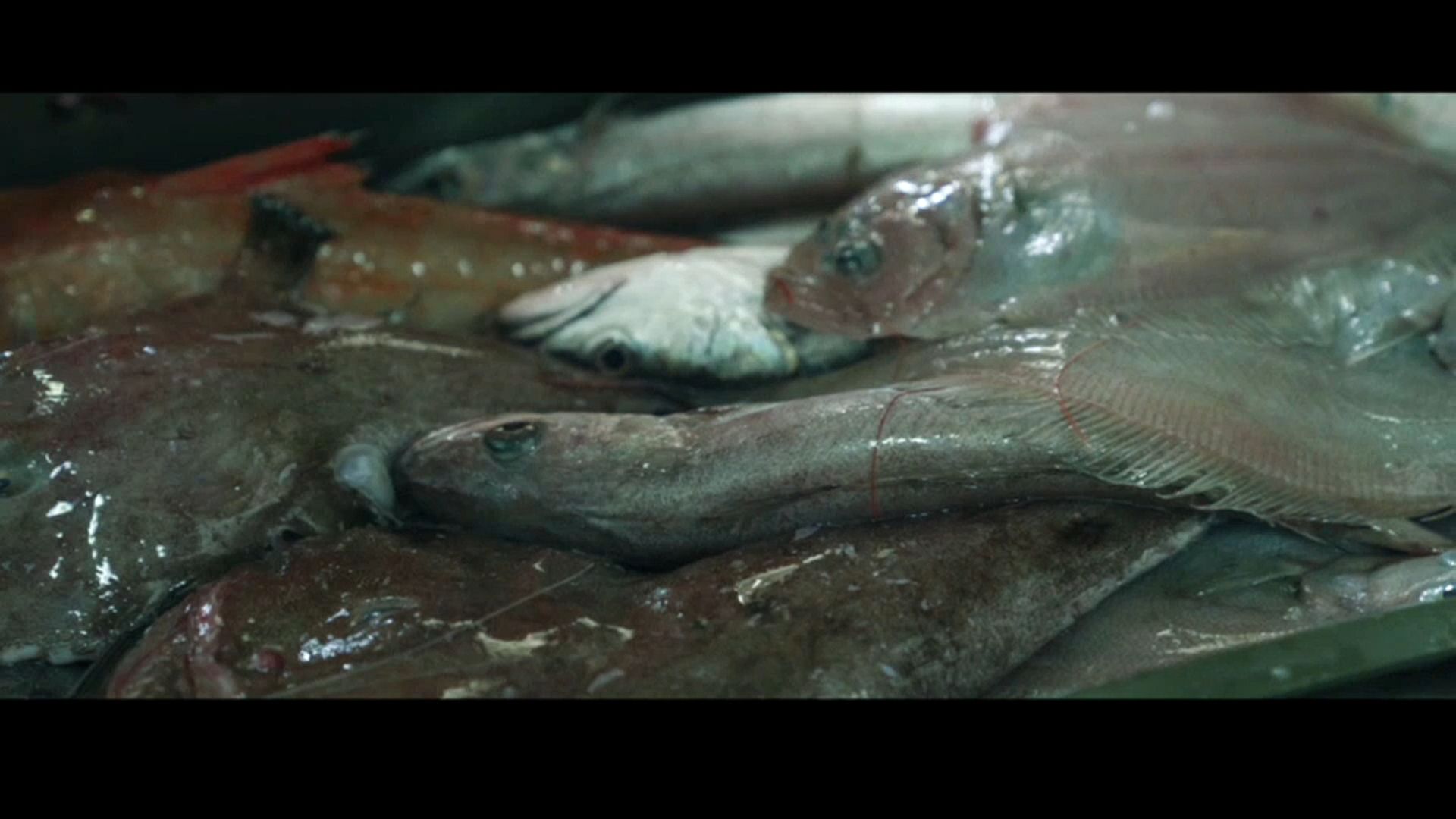 Protecting the sea gives glimmer of hope to fish stocks in the Adriatic