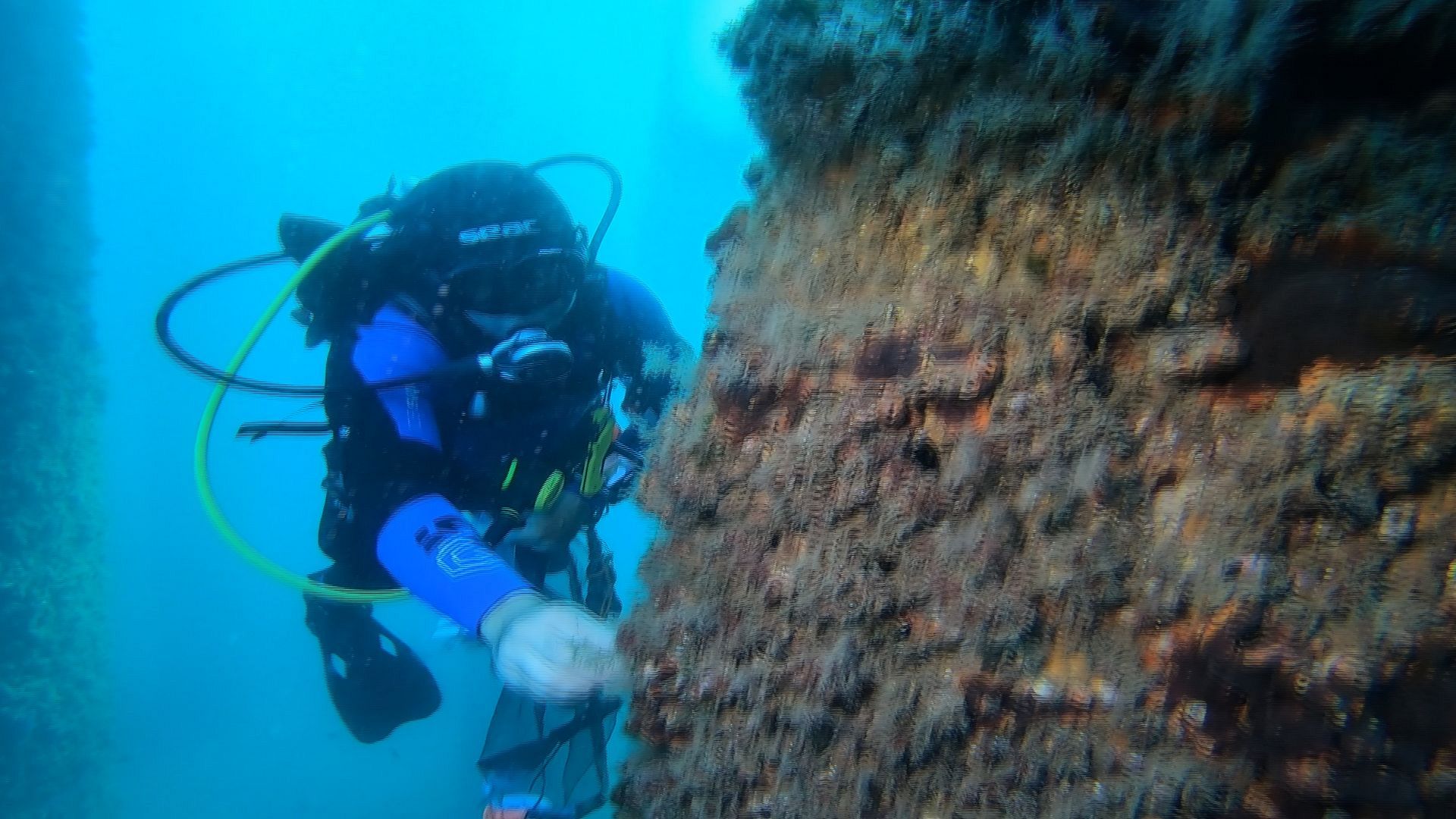 Researchers regenerate underwater biodiversity destroyed by human activity