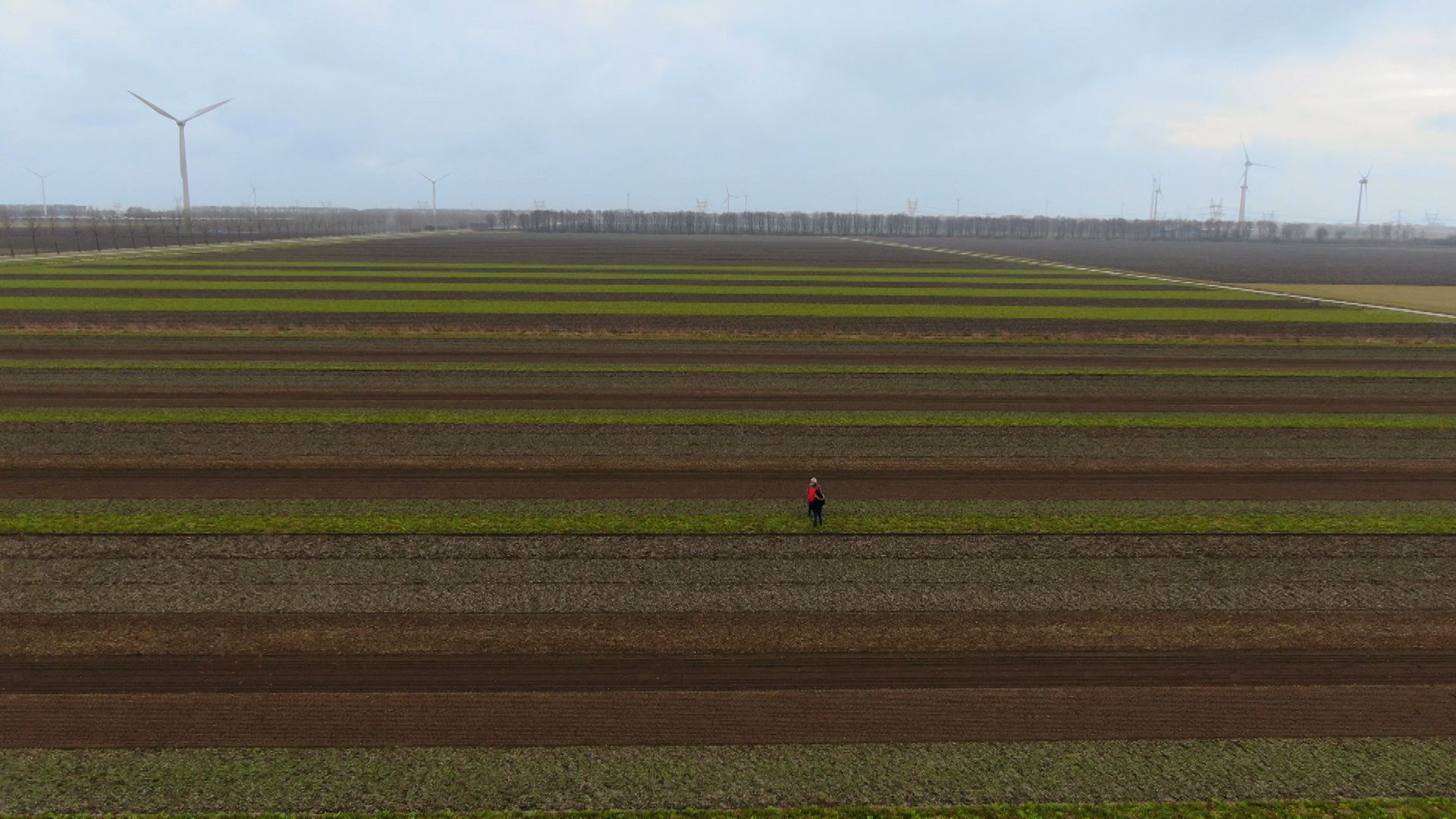 Fermë në pirun: Inno dhe Agri Hollandë