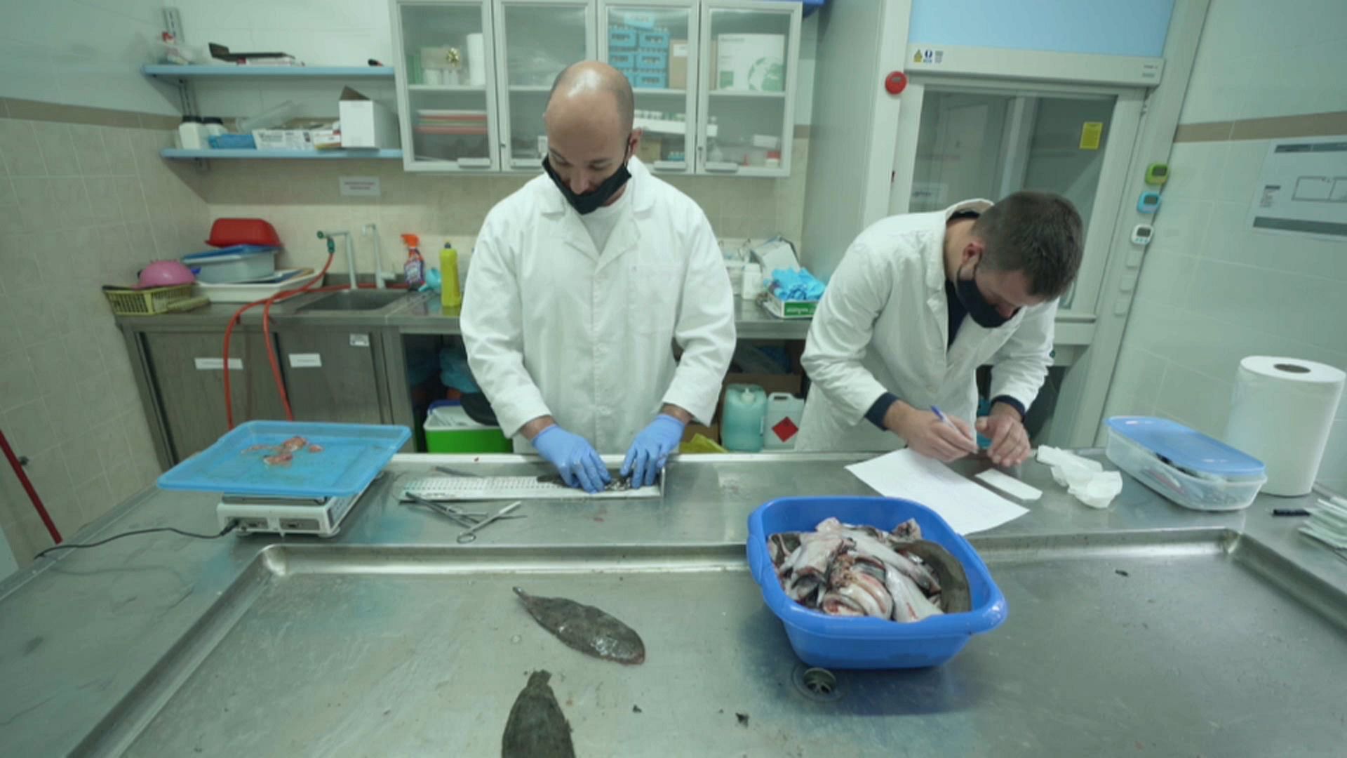 Protecting the sea gives glimmer of hope to fish stocks in the Adriatic