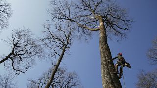 Un chêne dans la forêt de Bercé (France) en mars 2021