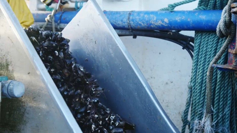 European producers are making pollution-free aquaculture a successful business