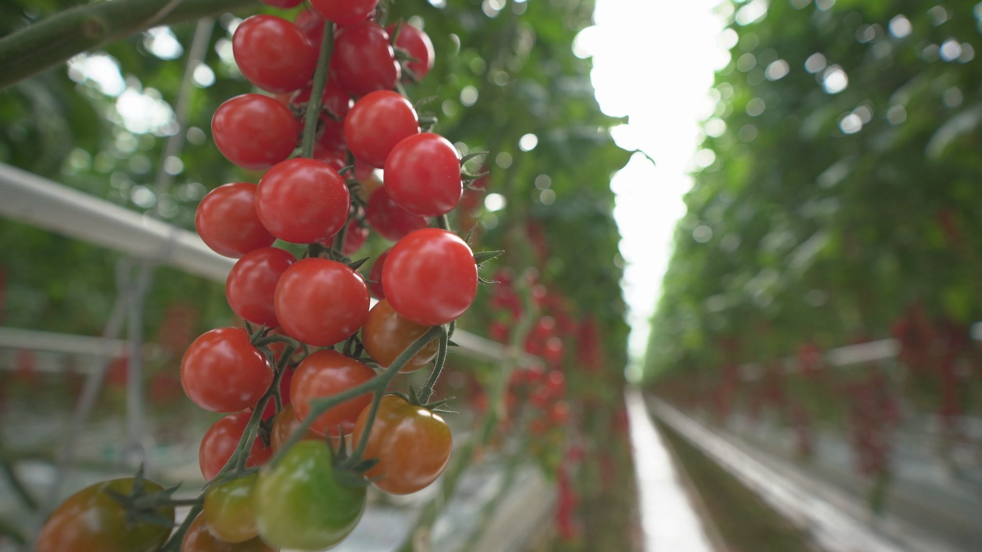 The sustainable farming methods helping farmers earn a fair income