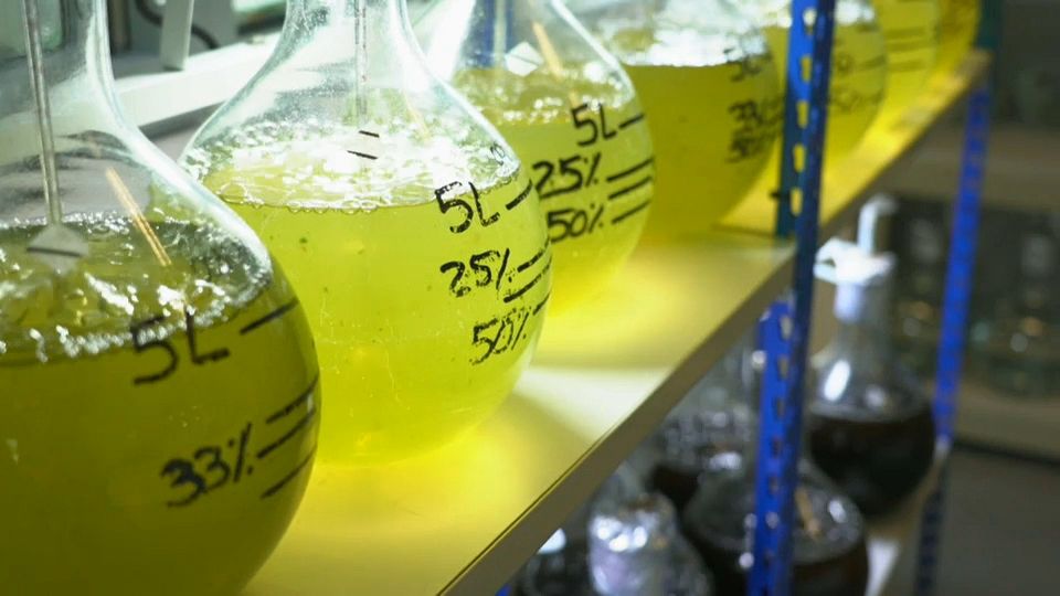 Is microalgae the sustainable food of the future?