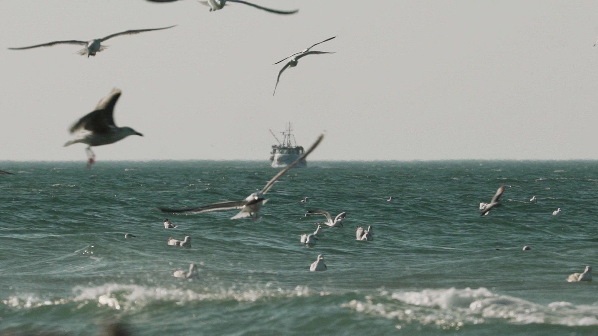 OCEAN EP5 - Small scale fisheries