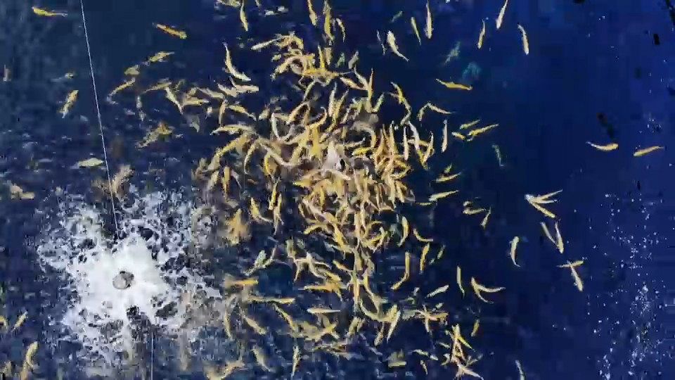 European producers are making pollution-free aquaculture a successful business