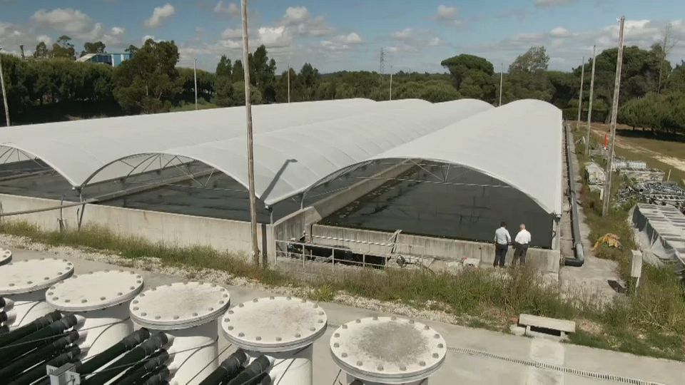 Is microalgae the sustainable food of the future?