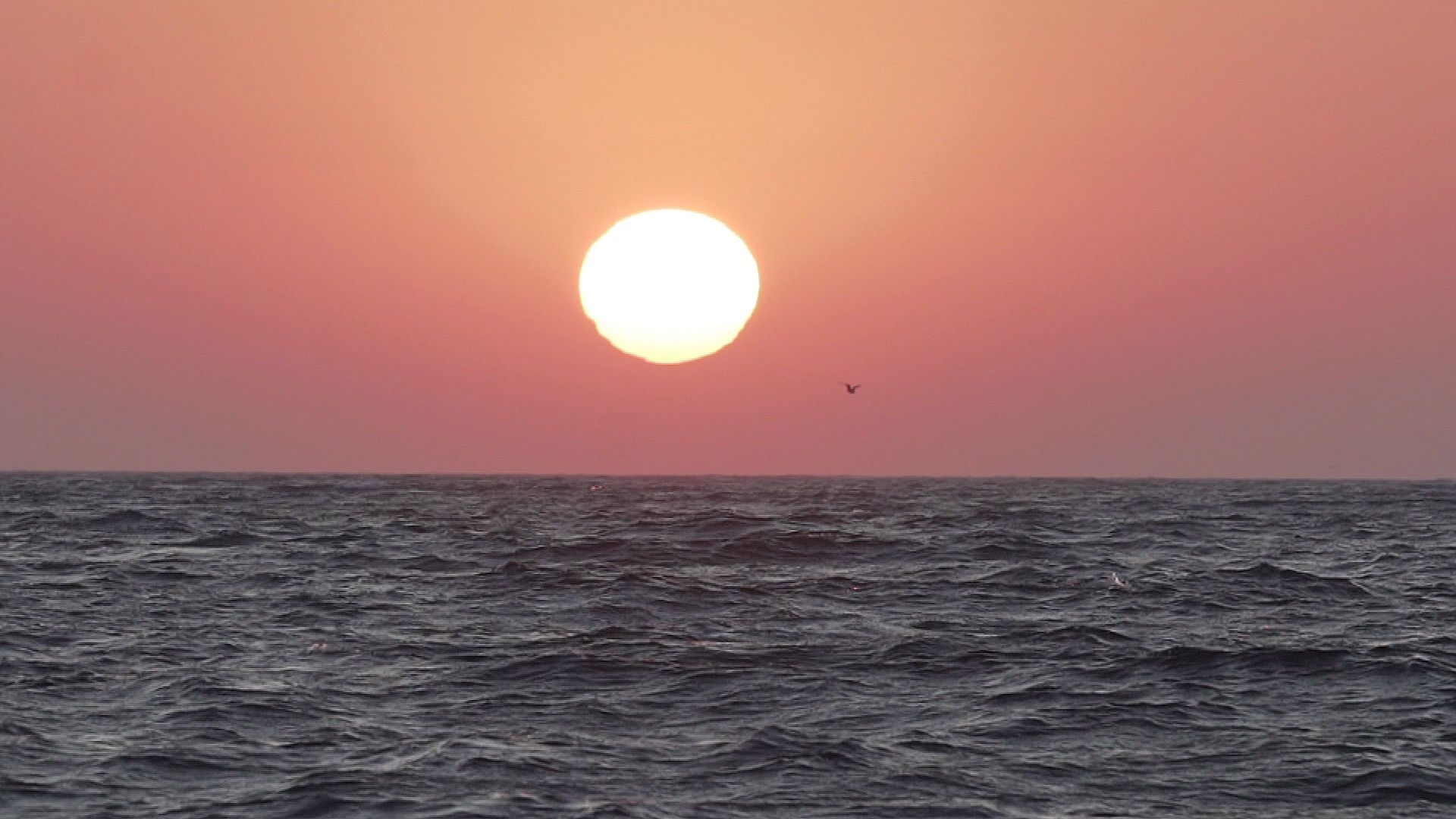 OCEAN EP5 - Small scale fisheries