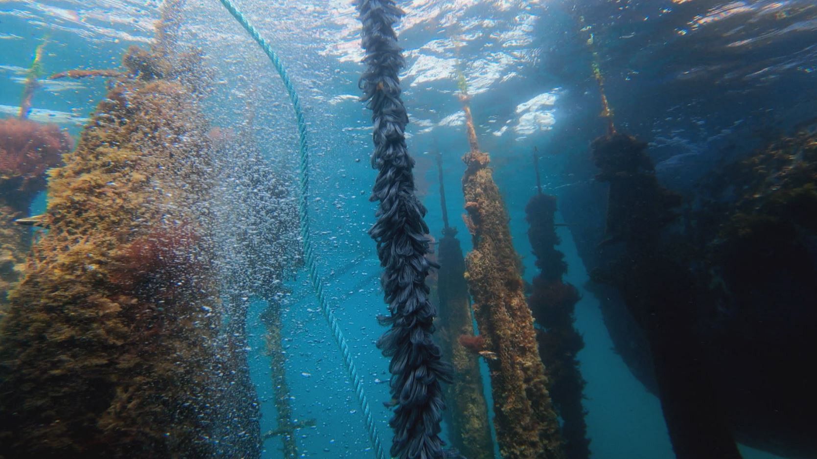 Reducing plastic in fishing and aquaculture: what alternatives to protect our oceans?