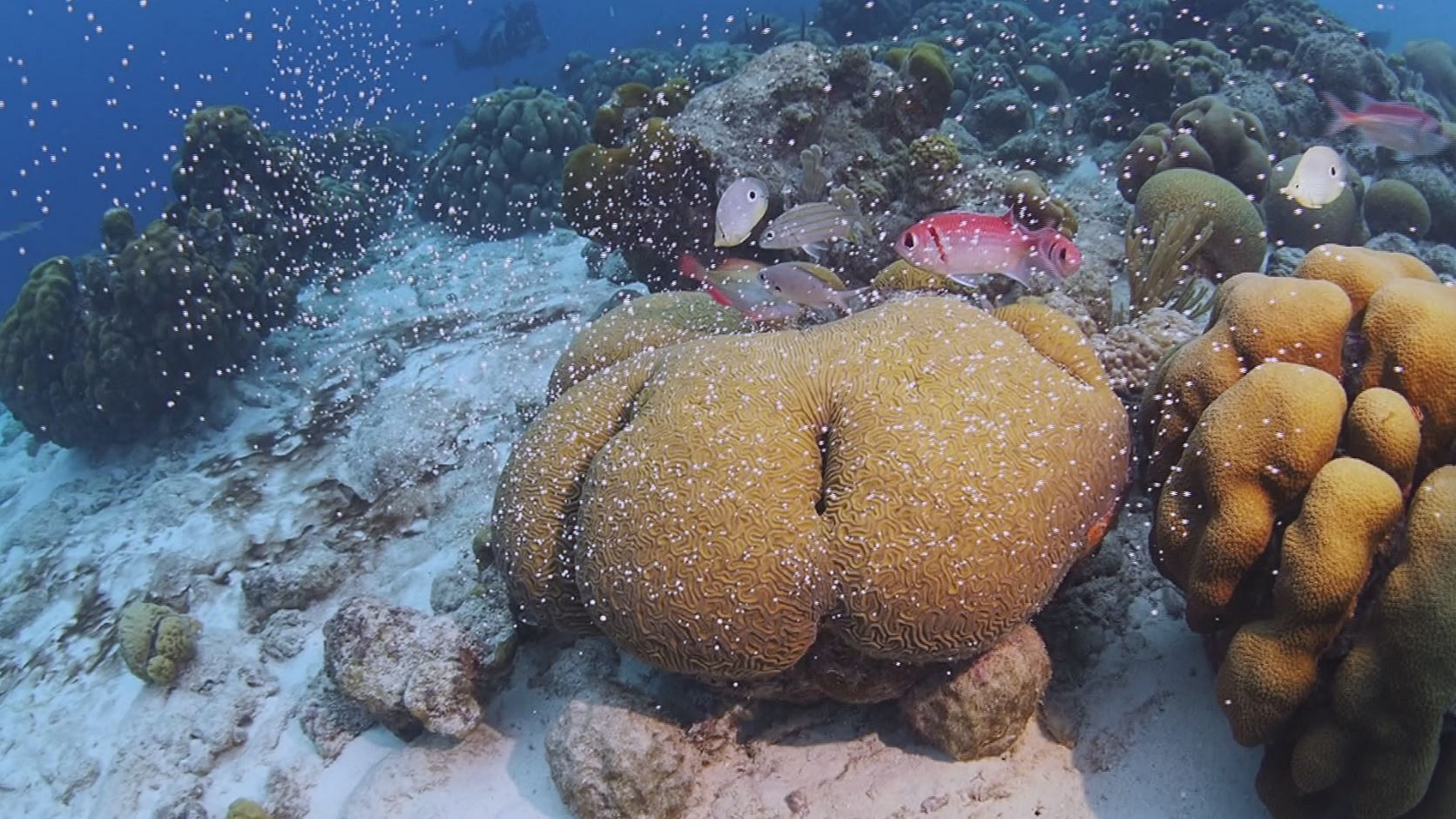 Ocean - Coral reefs