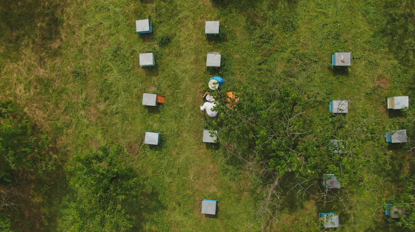 Bees, the workers helping to create a sweet sustainability in Europe