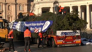 Christmas tree delivery at The Vatican