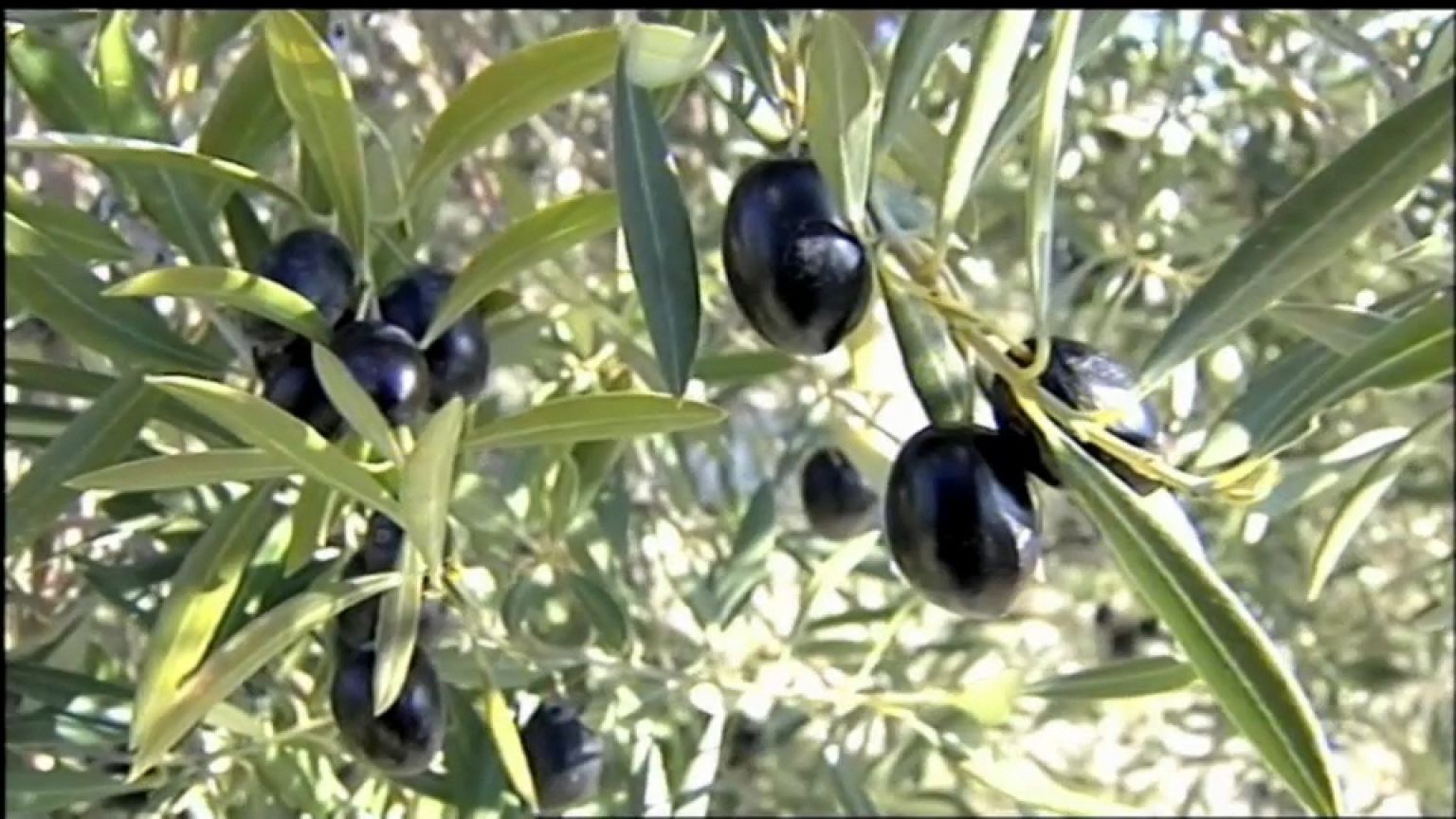 Estados Unidos impone un arancel a la importación de aceitunas españolas 