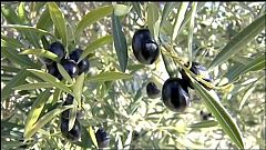 Estados Unidos impone un arancel a la importación de aceitunas españolas 