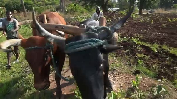Zimbabweans take stock of political upheaval Zimbabweans take stock of political upheaval