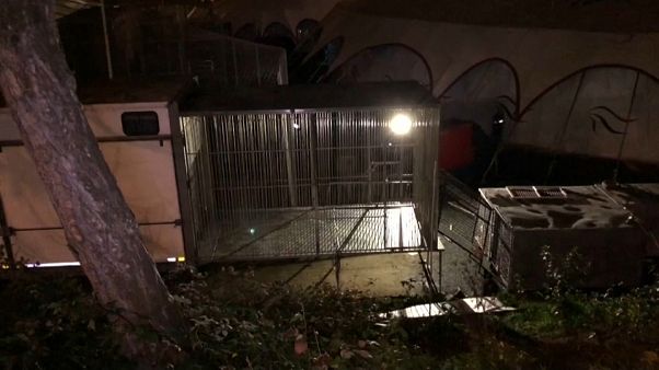 Un tigre abattu à Paris Un tigre abattu à Paris