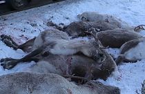 Strage di renne sui binari del treno in Norvegia
