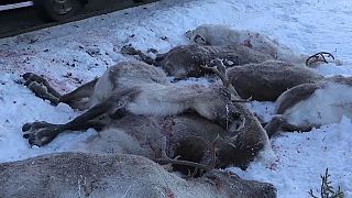 Strage di renne sui binari del treno in Norvegia