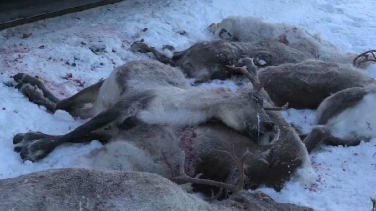 Noruega, masacre de renos en las vías ferroviarias