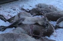 Noruega, masacre de renos en las vías ferroviarias