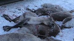 Noruega, masacre de renos en las vías ferroviarias
