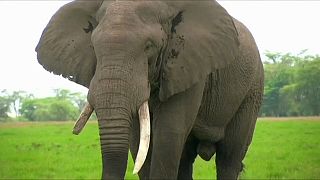 Elefantes na África Central e Ocidental em risco de extinção
