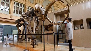 Une visiteuse observe un squelette de mammouth mis en enchères à Lyon