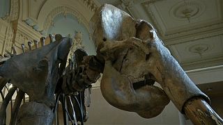 Esqueleto de mamute avaliado em mais de 400 mil euros